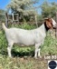 1X BOER GOAT DOE REGVIC STUD (Per animal to take the lot)