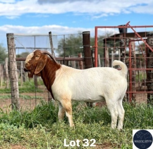 1X BOER GOAT BUCK REGVIC STUD (Per animal to take the lot)