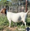 1X BOER GOAT DOE REGVIC STUD (Per animal to take the lot)