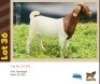 1X BOER GOAT BUSHRA STUD (Per animal to take the lot)
