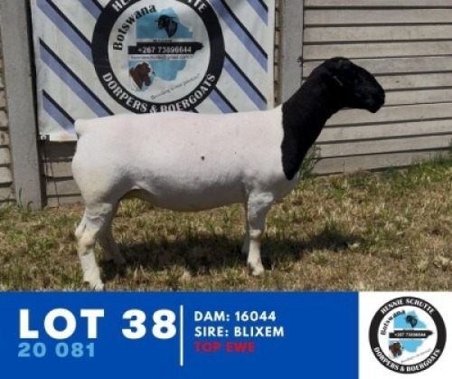 1X DORPER HENNIE SCHUTTE DORPERS (Per animal to take the lot)
