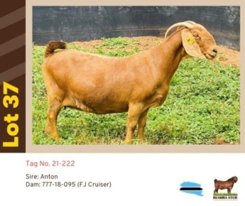 1X KALAHARI RED BUSHRA STUD (Per animal to take the lot)