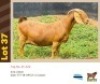 1X KALAHARI RED BUSHRA STUD (Per animal to take the lot)