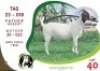 1X BOER GOAT OGS STUD (Per animal to take the lot)