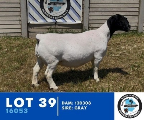 1X DORPER HENNIE SCHUTTE DORPERS (Per animal to take the lot)
