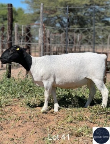 1X DORPER EWE REGVIC STUD (Per animal to take the lot)
