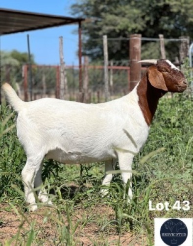1X BOER GOAT DOE REGVIC STUD (Per animal to take the lot)