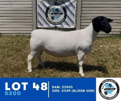 1X DORPER HENNIE SCHUTTE DORPERS (Per animal to take the lot)