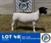 1X DORPER HENNIE SCHUTTE DORPERS (Per animal to take the lot)