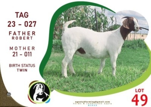 1X BOER GOAT OGS STUD (Per animal to take the lot)