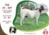 1X BOER GOAT OGS STUD (Per animal to take the lot)