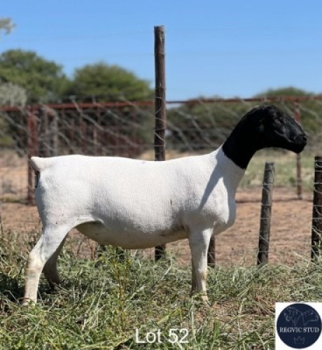 1X DORPER EWE REGVIC STUD (Per animal to take the lot)