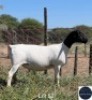 1X DORPER EWE REGVIC STUD (Per animal to take the lot)