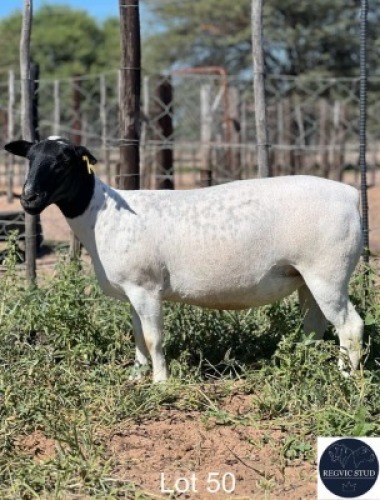 1X DORPER EWE REGVIC STUD (Per animal to take the lot)