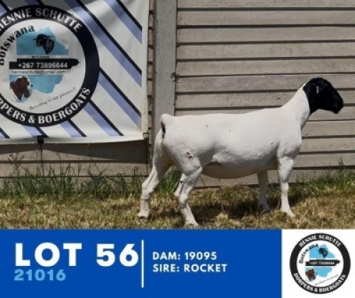 1X DORPER HENNIE SCHUTTE DORPERS (Per animal to take the lot)