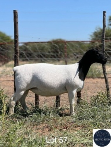 1X DORPER EWE REGVIC STUD (Per animal to take the lot)