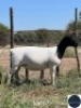 1X DORPER EWE REGVIC STUD (Per animal to take the lot)