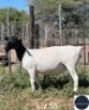 1X DORPER EWE REGVIC STUD (Per animal to take the lot)