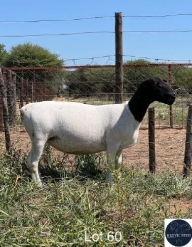 1X DORPER EWE REGVIC STUD (Per animal to take the lot)