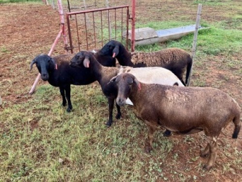 3X MEATMASTER NOT RECORDED PREGNANT EWE Elandsbult Boerdery (Per animal to take the lot)