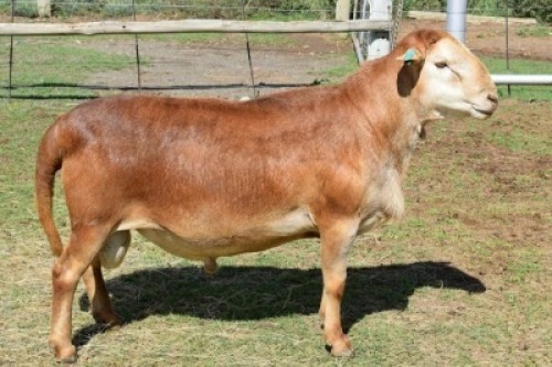 1X MEATMASTER RECORDED RAM Kleine Halte