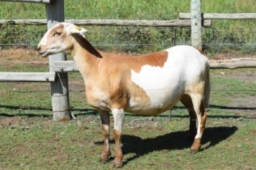 1X MEATMASTER RECORDED PREGNANT EWE Kleine Halte