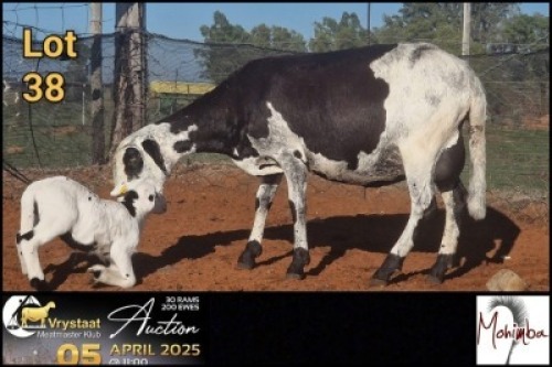 1X MEATMASTER RECORDED EWE Mohimba Boerdery