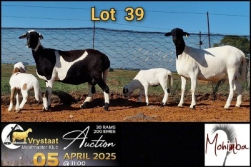 2+2X MEATMASTER RECORDED EWE Mohimba Boerdery (Per animal to take the lot)