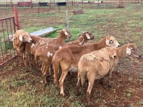 4X MEATMASTER NOT RECORDED PREGNANT EWE Elandsbult Boerdery (Per animal to take the lot)