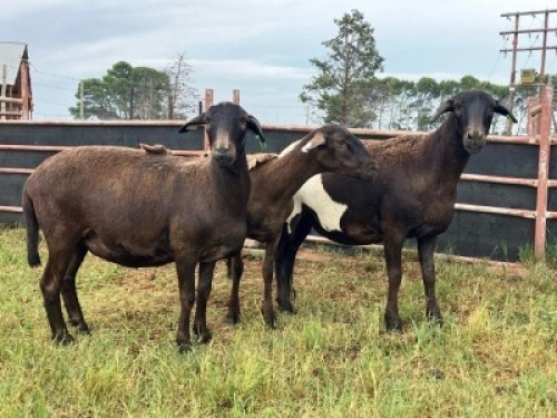 3X MEATMASTER NOT RECORDED PREGNANT EWE Elandsbult Boerdery (Per animal to take the lot)