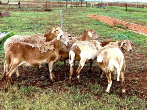 4X MEATMASTER NOT RECORDED PREGNANT EWE Elandsbult Boerdery (Per animal to take the lot)
