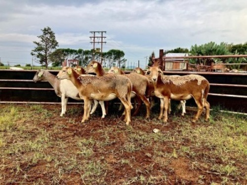 6X MEATMASTER NOT RECORDED PREGNANT EWE Elandsbult Boerdery (Per animal to take the lot)