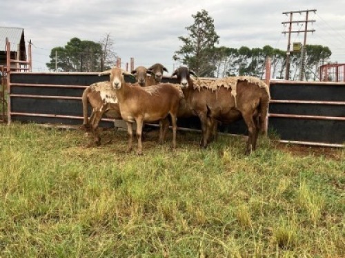 4X MEATMASTER NOT RECORDED PREGNANT EWE Elandsbult Boerdery (Per animal to take the lot)