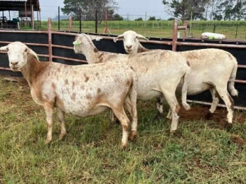 3X MEATMASTER NOT RECORDED PREGNANT EWE Elandsbult Boerdery (Per animal to take the lot)