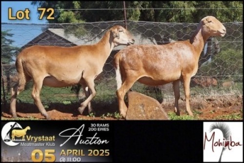 2X MEATMASTER RECORDED PREGNANT EWE Mohimba Boerdery (Per animal to take the lot)
