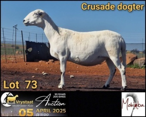 1X MEATMASTER RECORDED PREGNANT EWE Mohimba Boerdery