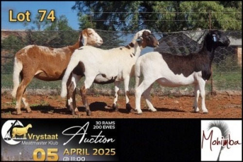 2X MEATMASTER RECORDED PREGNANT EWE Mohimba Boerdery (Per animal to take the lot)