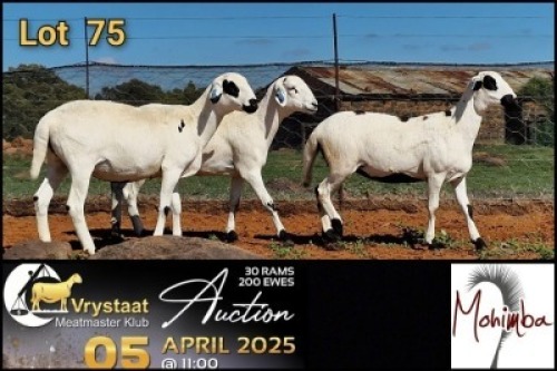3X MEATMASTER RECORDED PREGNANT EWE Mohimba Boerdery (Per animal to take the lot)