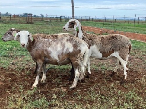 3X MEATMASTER NOT RECORDED PREGNANT EWE Elandsbult Boerdery (Per animal to take the lot)