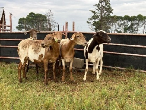 5X MEATMASTER NOT RECORDED PREGNANT EWE Elandsbult Boerdery (Per animal to take the lot)