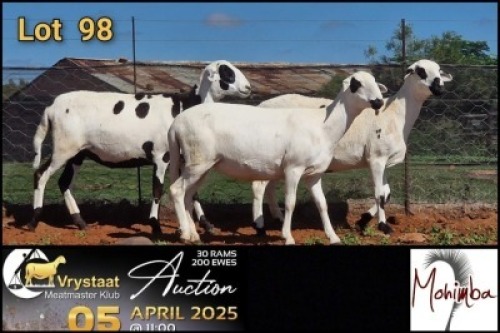 3X MEATMASTER RECORDED PREGNANT EWE Mohimba Boerdery (Per animal to take the lot)