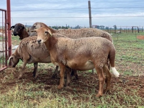 5X MEATMASTER NOT RECORDED PREGNANT EWE Elandsbult Boerdery (Per animal to take the lot)