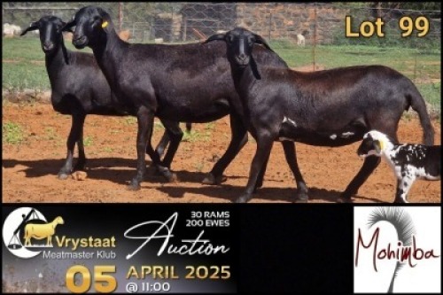 2X MEATMASTER RECORDED PREGNANT EWE Mohimba Boerdery (Per animal to take the lot)