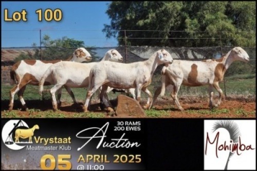 3X MEATMASTER RECORDED PREGNANT EWE Mohimba Boerdery (Per animal to take the lot)