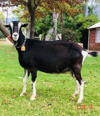 1 X BRITISH ALPINE EWE/OOI GELUKSFONTEIN