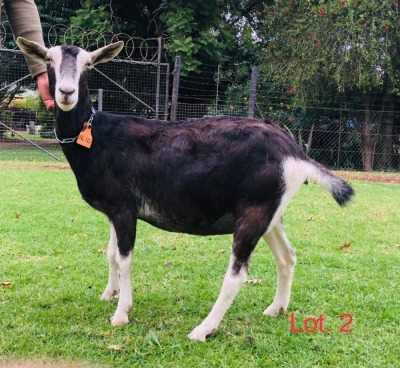 1 X BRITISH ALPINE EWE/OOI GELUKSFONTEIN