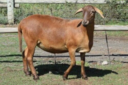 2X MEATMASTER RECORDED PREGNANT EWE Kleine Halte (Per animal to take the lot)