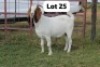 1X MAKOKA BOER GOAT STUD (Per animal to take the lot)