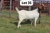 1X MAKOKA BOER GOAT STUD (Per animal to take the lot)