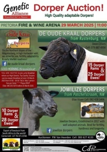 1X DORPER FLOCK RAM De Oude Kraal Dorpers